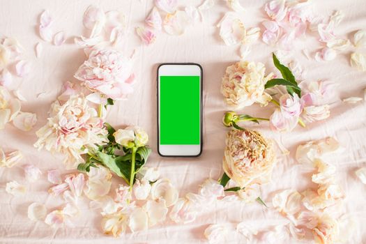 Top view: frame of dry pink peonies and petals with a white smartphone in the center
