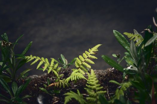 Small, lush green fern on the forest floor.