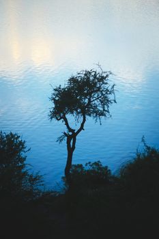 Lone spiny tree silhouetted against the  twilight sky reflections over lake Potrero de los Funes, in San Luis, Argentina.