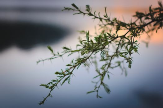 Spines and leaves of a needle bush (Vachellia farnesiana) in San Luis, Argentina. Close up detail.