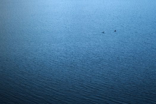 Two ducks swimming in the vastness of lake Potrero de los Funes, in San Luis, Argentina.