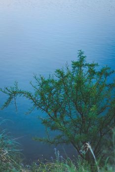Spiny needle bush (Vachellia farnesiana) on the shores of a lake in San Luis, Argentina.