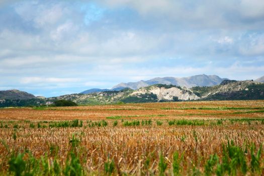 Harvested corn field in San Luis, Argentina.