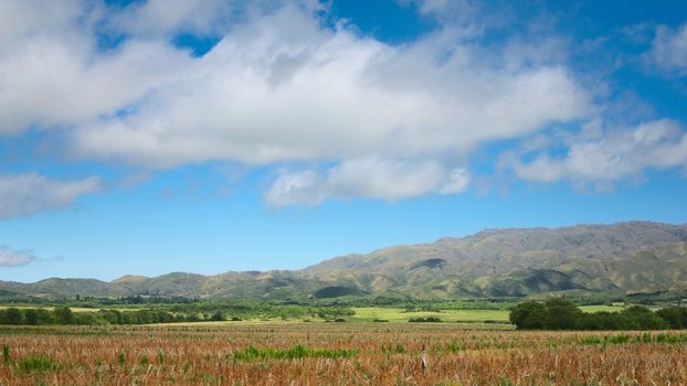 Harvested corn field in San Luis, Argentina.