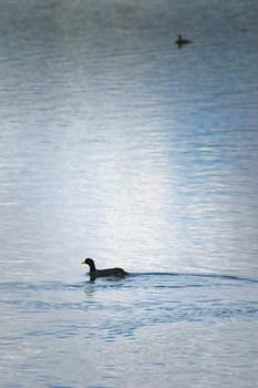 Red-gartered coot (Fulica armillata) swimming in the waters of lake La Florida, in San Luis, Argentina.