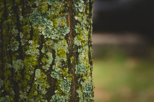 Mossy tree trunk in the forest. Close up detail.