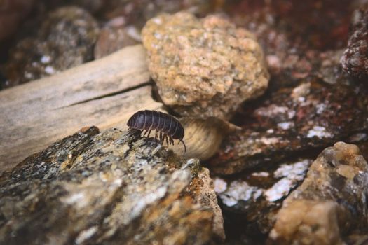 Common pill bug (Armadillidium vulgare), walking over a rock near lake La Florida, in San Luis, Argentina.