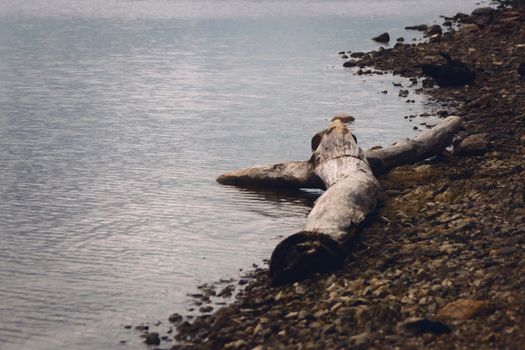 Dead wood on the rocky shore of lake La Florida, in San Luis, Argentina, on a cold, cloudy day.