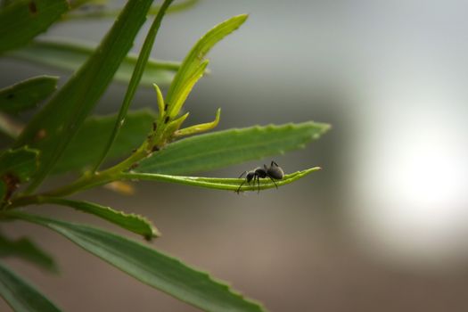 Argentinian carpenter ant (Camponotus mus) walking over a leaf. Specimen spotted near San Luis, Argentina.