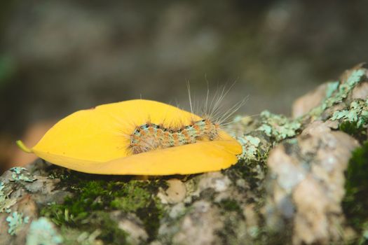 Caterpillar covered in urticating hairs as a defense mechanism, spotted in a forest in San Luis, Argentina.