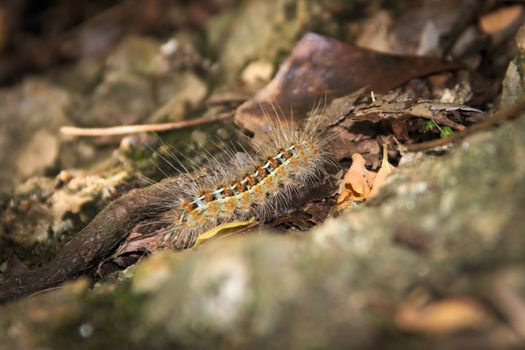 Caterpillar covered in urticating hairs as a defense mechanism, spotted in a forest in San Luis, Argentina.