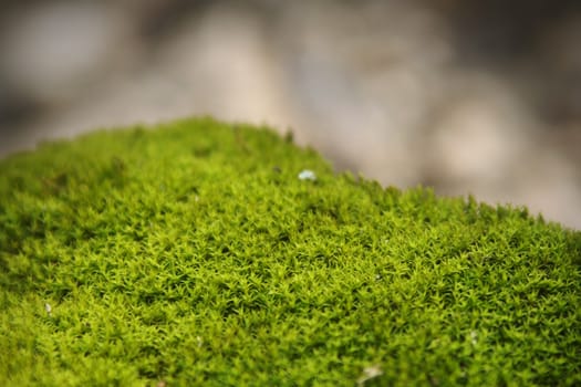 Green, lush moss on the forest floor. Macro close up.