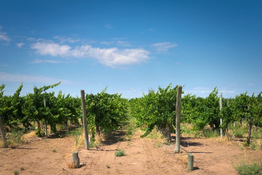 Grapevine rows at a winery estate in Mendoza, Argentina. Agricultural activity, wine making background.