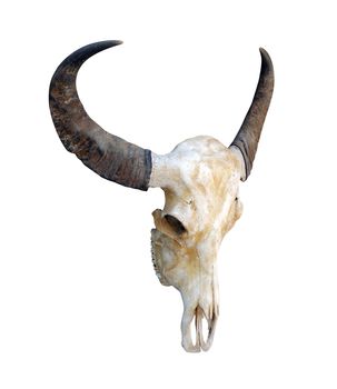 cow skull, head cow skull with horns isolated on white background, skull horn