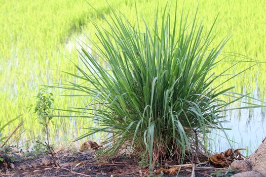 lemon grass plantation