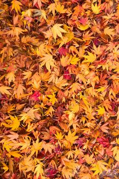 Yellow, orange autum maple leaves. Seasonal background.