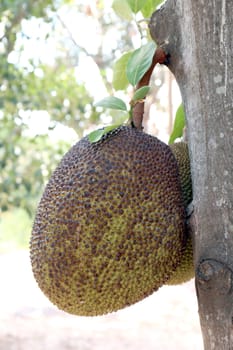 jackfruit, small jackfruit on jackfruit tree