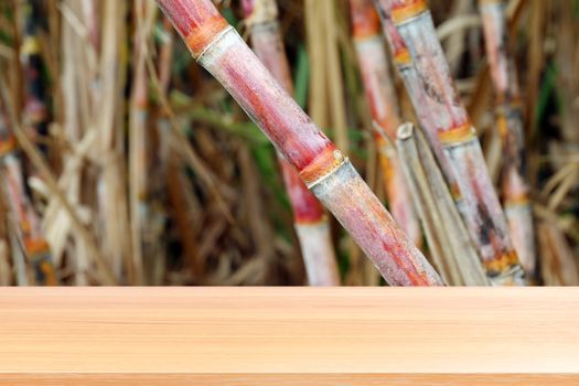 wood plank on sugarcane fresh plantation background, empty wood table floors on sugar cane farm, wood table board empty front sugarcane for mock up display products sugar cane juice molasses