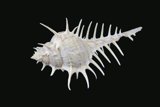 Murex scolopax sea snail also called Woodcock murex or False Venus Comb. It is a predator and species of the genus Murex are carnivores. Seen in Dubai, UAE (L10,6xH4,9xW5,7cm)