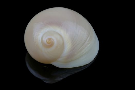 Neverita Didyma or moon shell isolated on black background. It is a marine predatory sea snail and a mollusk in the family Naticidea, Size is L2,6xH1,4xW1,75 cm