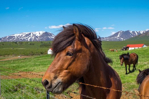 A horse at a farm in Iceland on a beautiful day