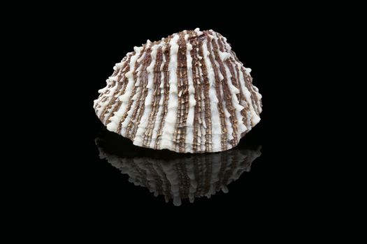 White and brown seashell, Dubai, United Arab Emirates (UAE), Middle East