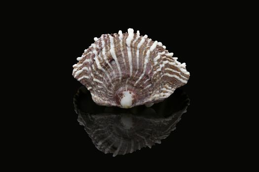White and brown seashell, Dubai, United Arab Emirates (UAE), Middle East
