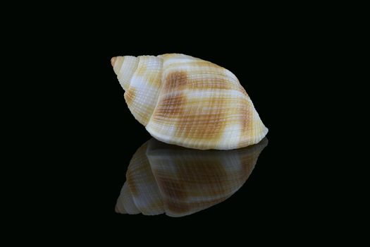 Nassarius seashell, common name nassa mud snails (USA) or dog whelks (UK). Marine gastropod molluscs, Nassariidae family. L3,5xW2xH1,8cm. Found in Dubai beach, UAE