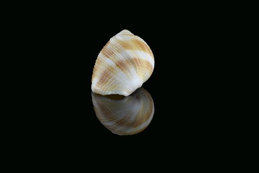 Nassarius seashell, common name nassa mud snails (USA) or dog whelks (UK). Marine gastropod molluscs, Nassariidae family. L3,5xW2xH1,8cm. Found in Dubai beach, UAE