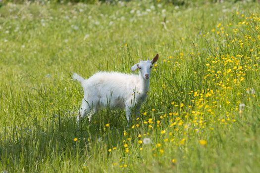 A white goat grazing on the field and eating grass - grazing in nature. Mid shot