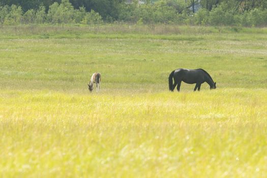 Black horse and brown goat grazing on the field and eating grass. Mid shot