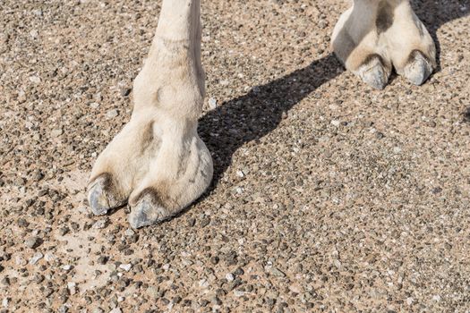 Closeup of Camel foot in the desert of Sharjah Emirates, United Arab Emirates