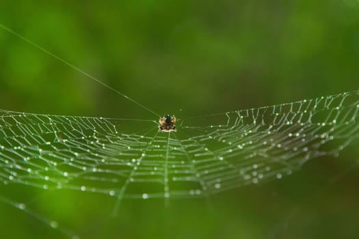 Tiny spider hanging from its web with glistening droplets on it on a rainy day. Extreme close up macro.