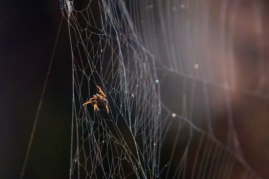 Tiny spider hanging from its web. Extreme close up macro.