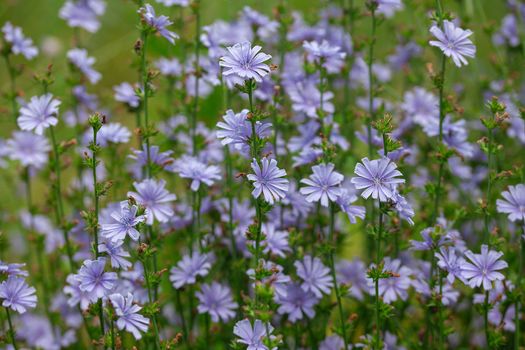 Chicory flowers on the green summer meadow