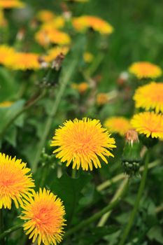 Nice yellow dandelion flowers against green grass background