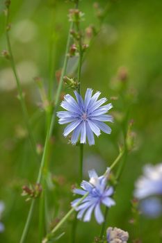 Chicory flowers on the green summer meadow