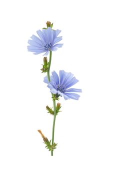 Isolated chicory branch with flowers on the white background