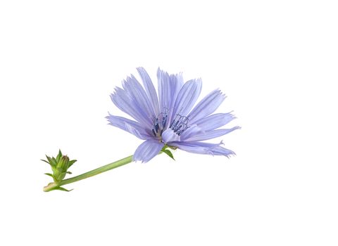 Isolated chicory branch with flowers on the white background