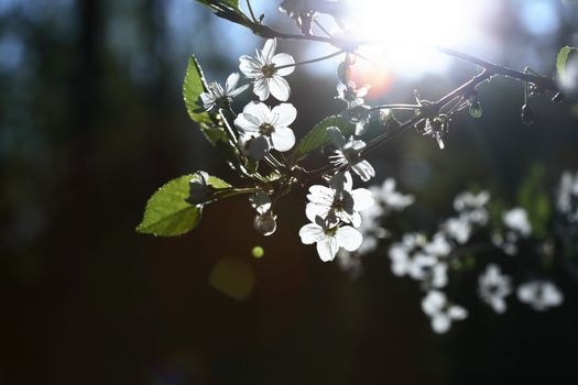 Nice white cherry flowers blossom in springtime