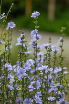 Chicory flowers on the green summer meadow