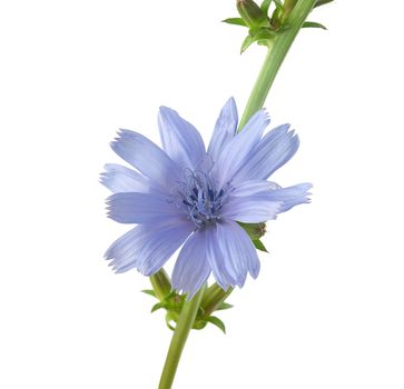 Isolated chicory branch with flowers on the white background