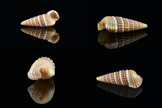 Girdled horn snail (Cerithidea (Cerithideopsilla) cingulata) on black background, Dubai, United Arab Emirates. L2,4xW1x0,75cm