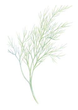 Fresh fennel isolated on white background. Green dill. Watercolor illustration. Realistic botanical art. Hand Drawn. Vegetarian Ingredient. For logo, packaging, print, organic food, market store shop.