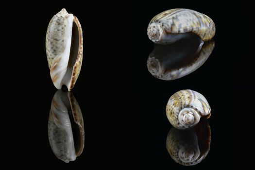 Olive snail (Olividae); A smooth, glossy shell with a large cylindrical whorl and a small conical spire at one end. They come in many colors and are predatory sea snails. Dubai, UAE