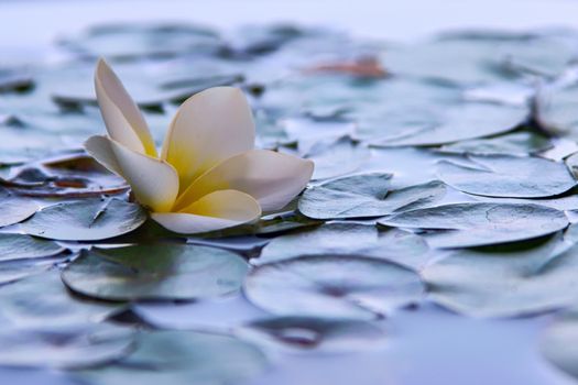 White lotus flower in bloom on a pond, a sacred symbol of Buddhism. Extreme close up with shallow depth of field.