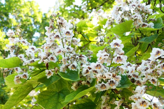 white catalpa flowers close-up for background.