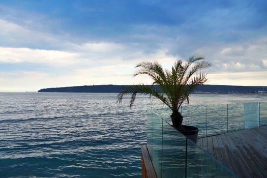 palm tree against the background of the sea and stormy sky.