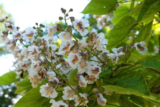 white catalpa flowers close-up for background.