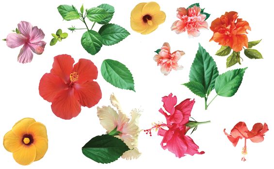 Collection of colored hibiscus flowers with leaves isolated on white background. Flat lay, top view.